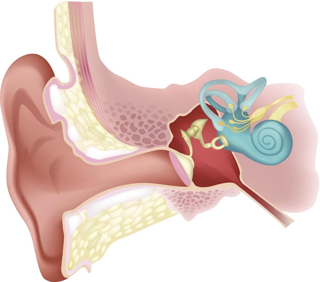 Diagram Inner Ear